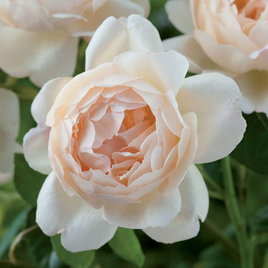 Rosa Wollerton Old Hall™