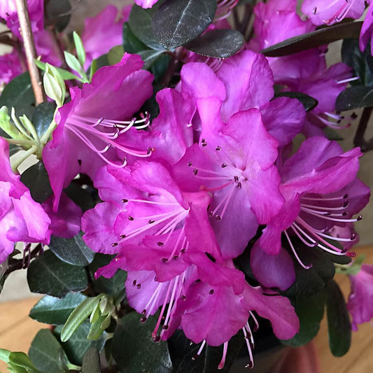 Rhododendron 'PJM Elite'