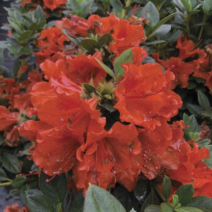Rhododendron PERFECTO MUNDO® Orange Azalea