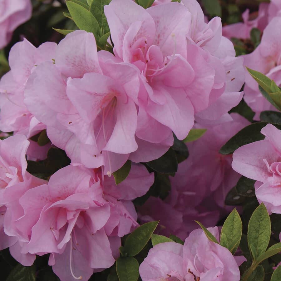 Rhododendron Perfecto Mundo® Double Pink Azalea