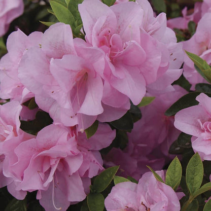 Rhododendron Perfecto Mundo® Double Pink Azalea