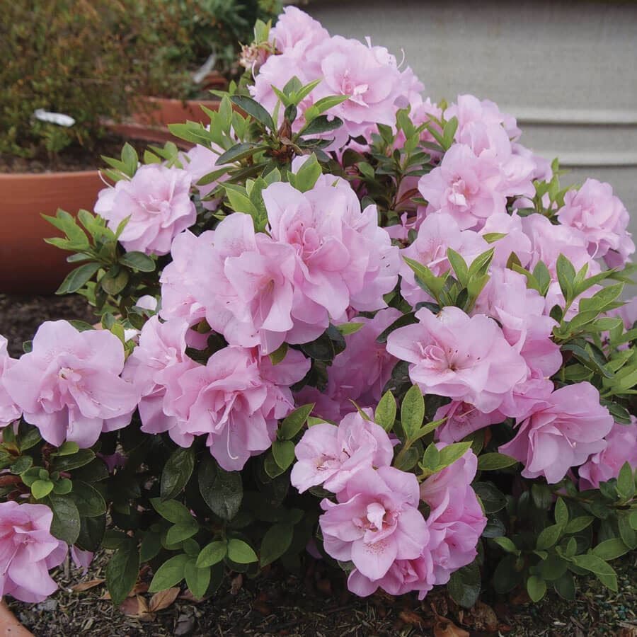 Rhododendron Perfecto Mundo® Double Pink Azalea