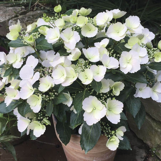 Hydrangea FAIRYTRAIL BRIDE™ Cascade™