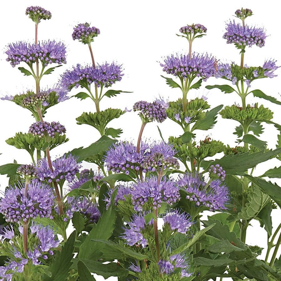 Beekeeper Bluebeard Caryopteris / Bluebeard – Wayside Gardens