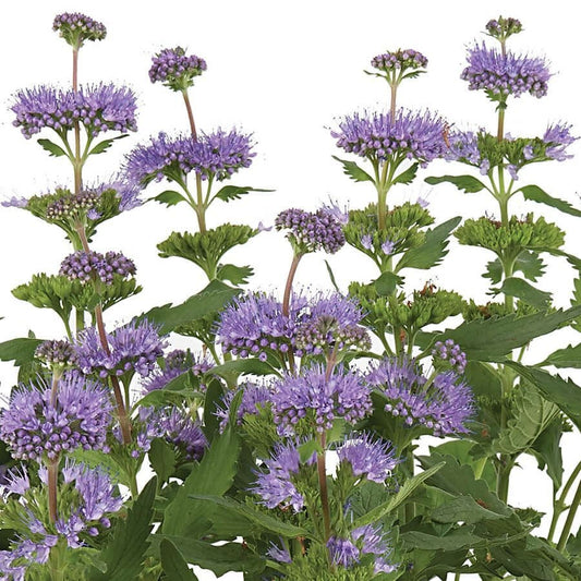 Caryopteris Pavilion™ Blue