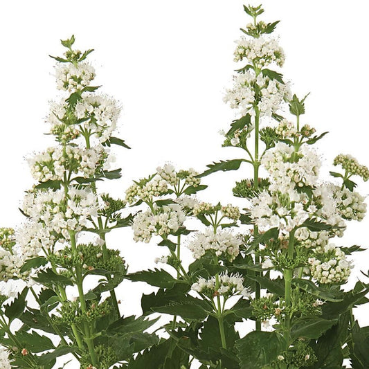Caryopteris Pavilion™ White