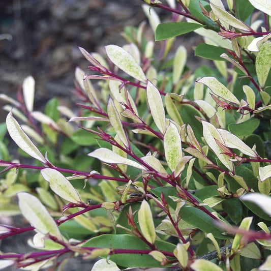 Distylium Spring Frost™
