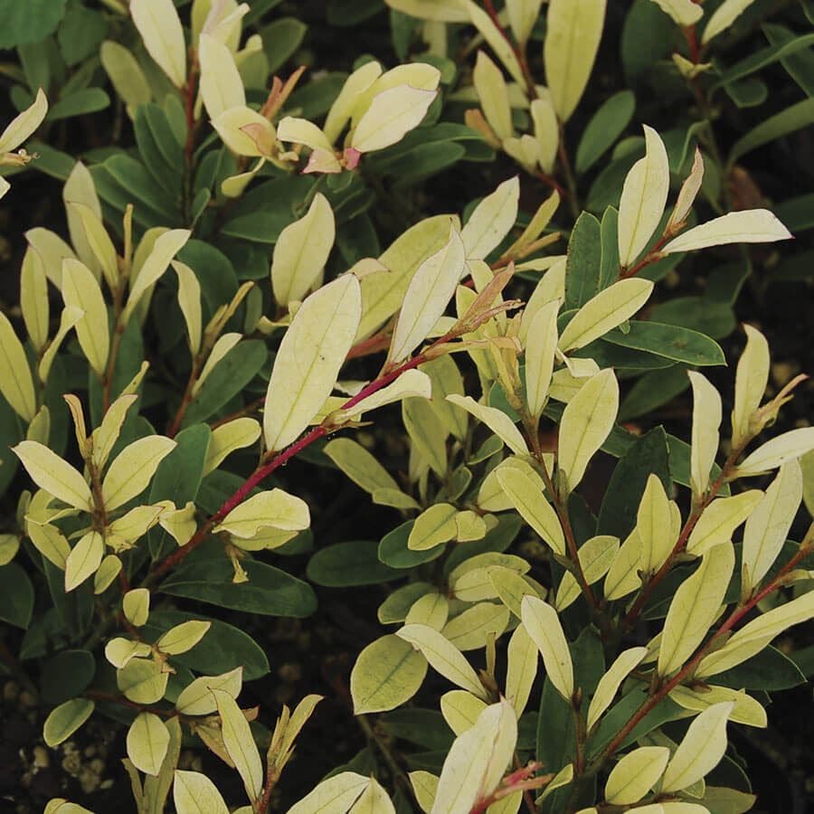 Distylium Spring Frost™