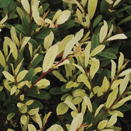 Distylium Spring Frost™