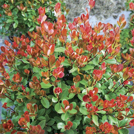 Rhaphiolepsis Redbird™