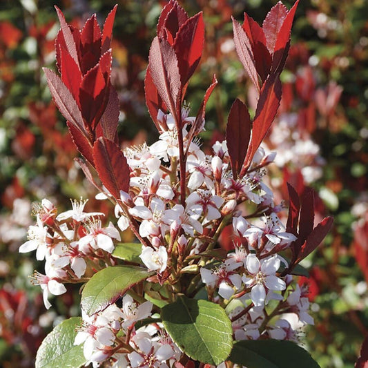 Rhaphiolepsis Redbird™