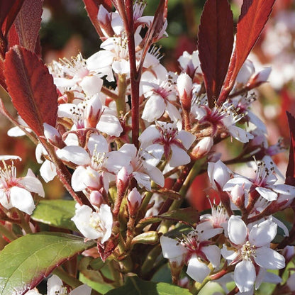 Rhaphiolepsis Redbird™