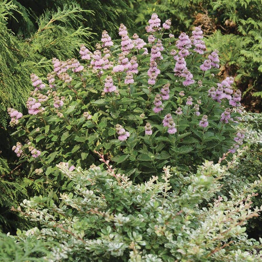 Caryopteris BEYOND PINK'D™