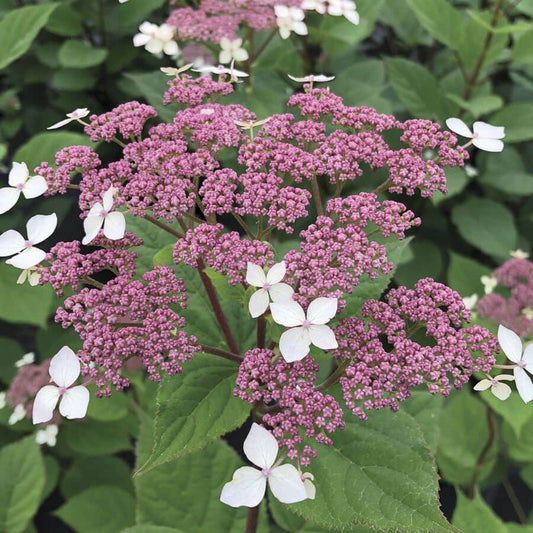 Hydrangea Invincibelle Lace™