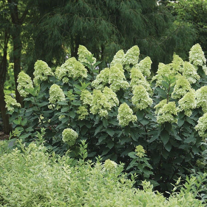 Hydrangea LIMELIGHT PRIME™