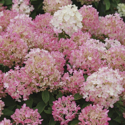 Hydrangea Fire Light Tidbit®