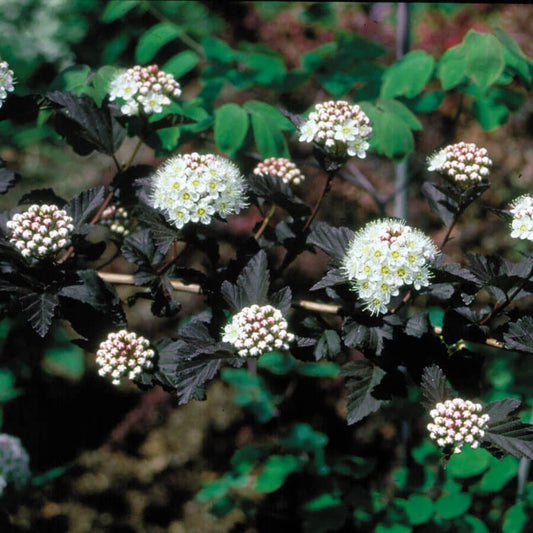 Physocarpus Diabolo®