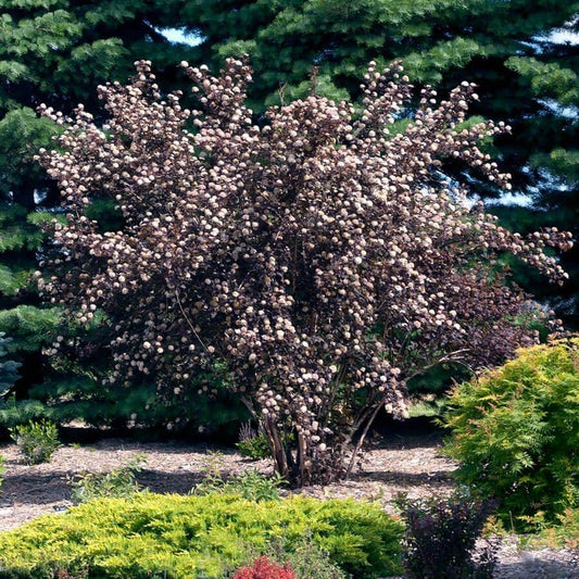 Physocarpus Diabolo®