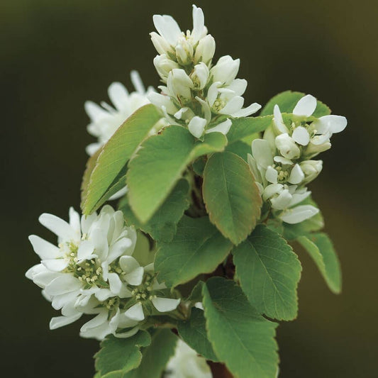 Amelanchier First Editions® Standing Ovation™
