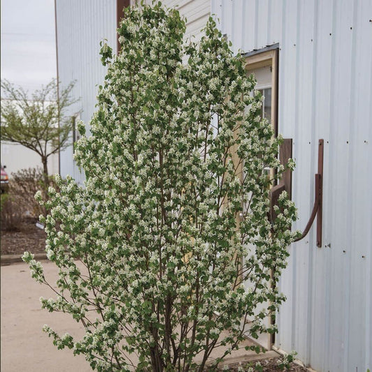 Amelanchier First Editions® Standing Ovation™