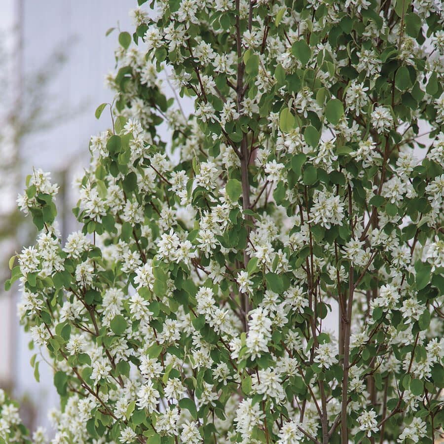 Amelanchier First Editions® Standing Ovation™