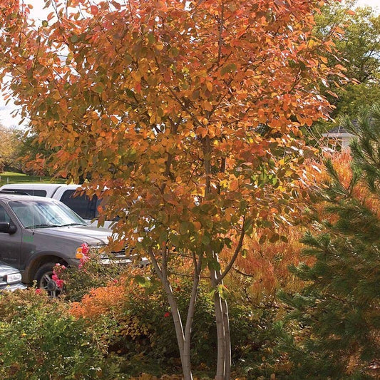 Amelanchier 'Autumn Brilliance'
