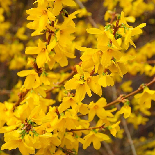 Forsythia Gold Tide®