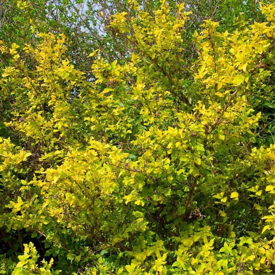 Physocarpus 'Dart's Gold'