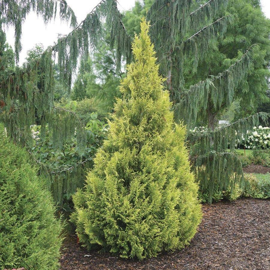 Thuja Fluffy®