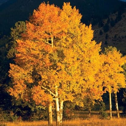 Populus Quaking Aspen