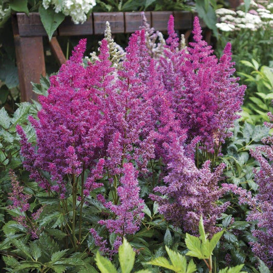 Astilbe 'Superba'