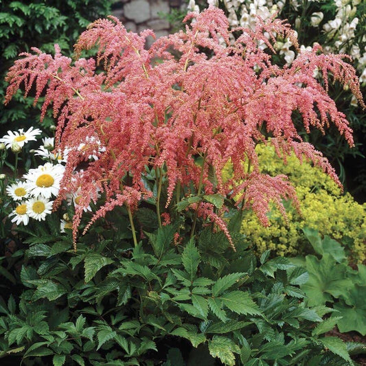 Astilbe 'Straussenfeder' Ostrich Plume