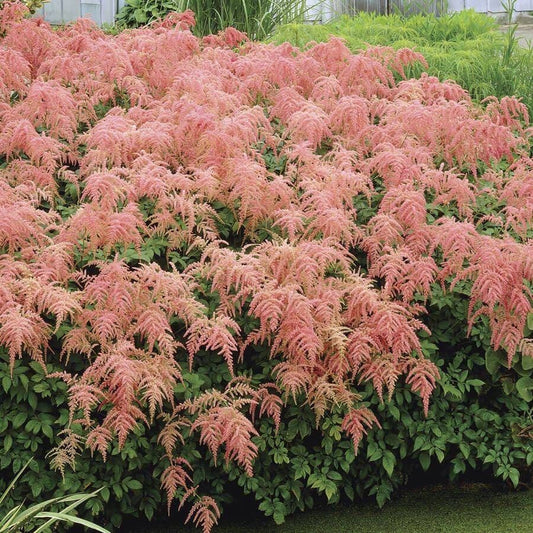 Astilbe 'Straussenfeder' Ostrich Plume