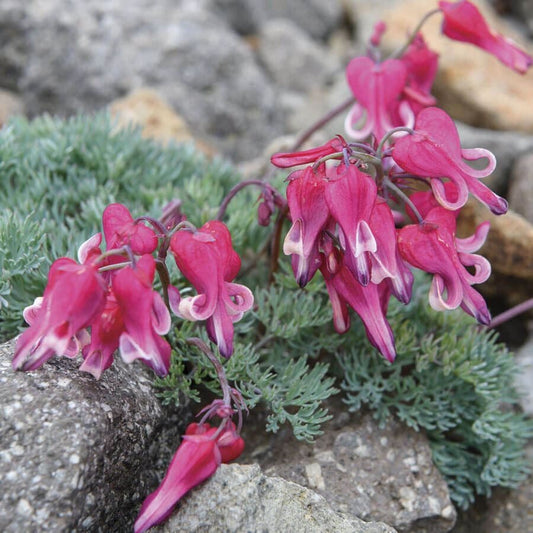 Dicentra 'Stuart Boothman'
