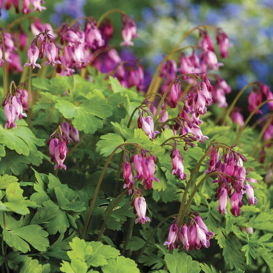 Dicentra formosa