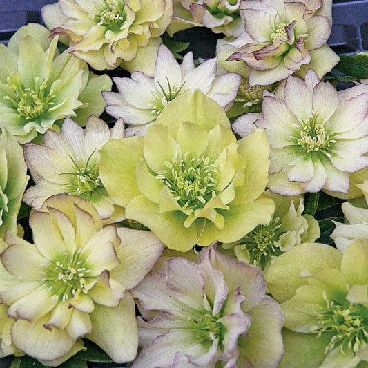Helleborus 'First Dance' Wedding Party®
