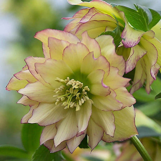Helleborus 'First Dance' Wedding Party®
