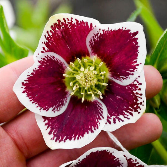 Helleborus 'Romantic Getaway'