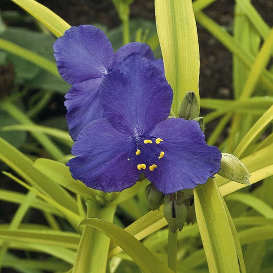 Tradescantia 'Sweet Kate'