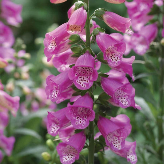 Digitalis 'Pink Panther'