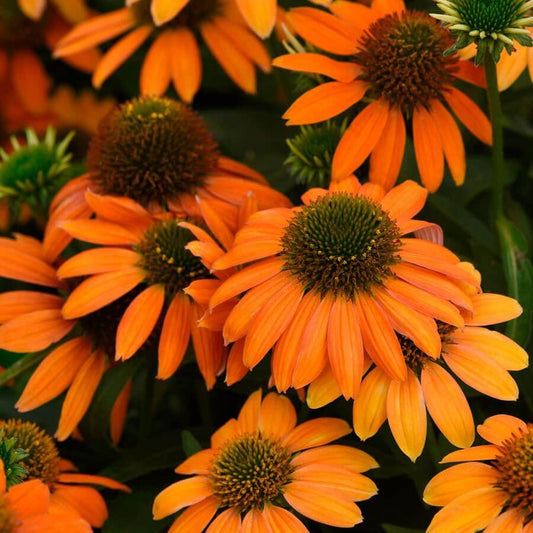 Echinacea Artisan™ Soft Orange