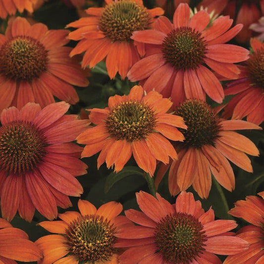 Echinacea Artisan™ Red Ombre