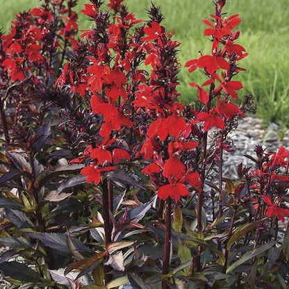 Lobelia STARSHIP™ Scarlet Bronze Leaf