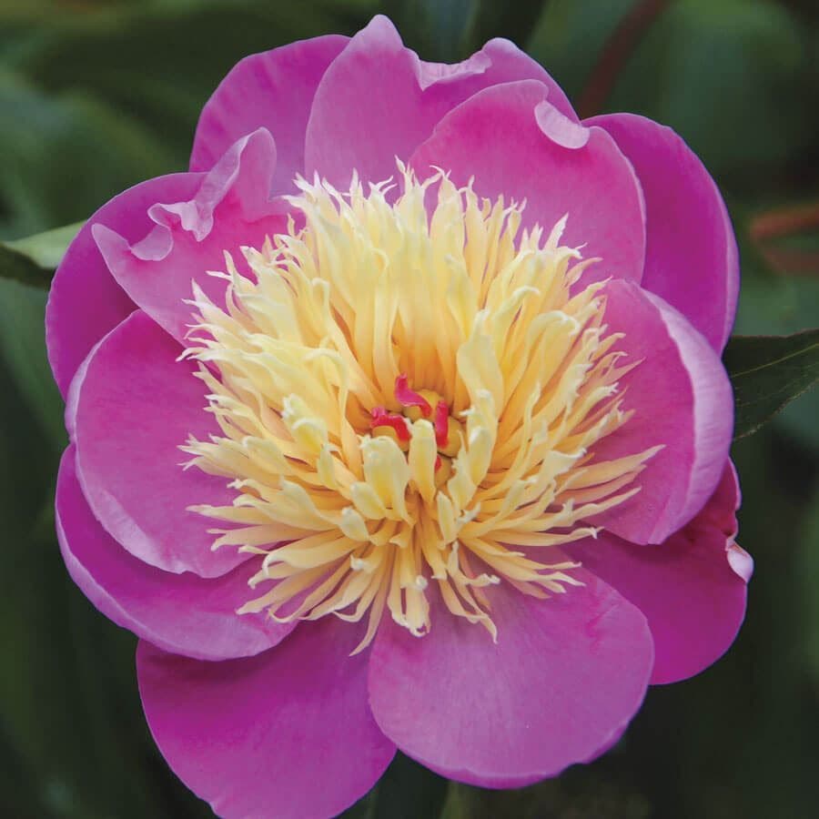 Paeonia 'Bowl of Beauty'