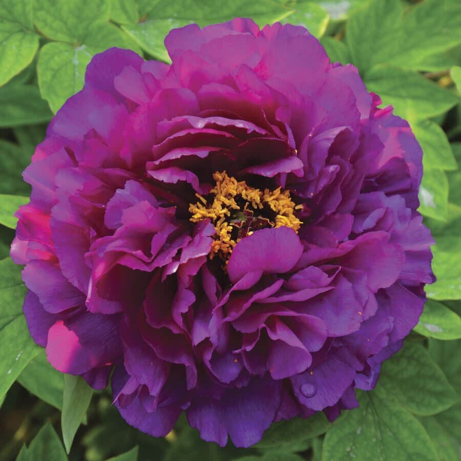 Paeonia 'Shimadaijin'