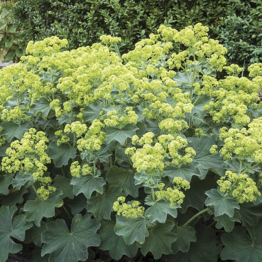 Alchemilla 'Auslesse'