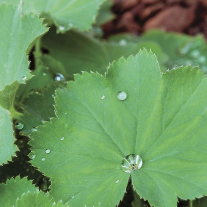 Alchemilla 'Auslesse'