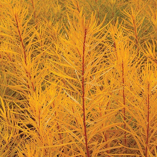 Amsonia 'Butterscotch'