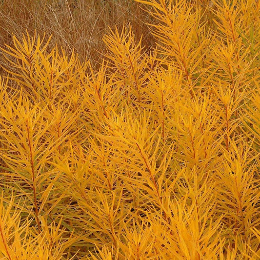 Amsonia 'Butterscotch'