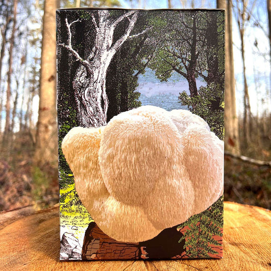Mushroom Lion's Mane Pom Pom Countertop Kit
